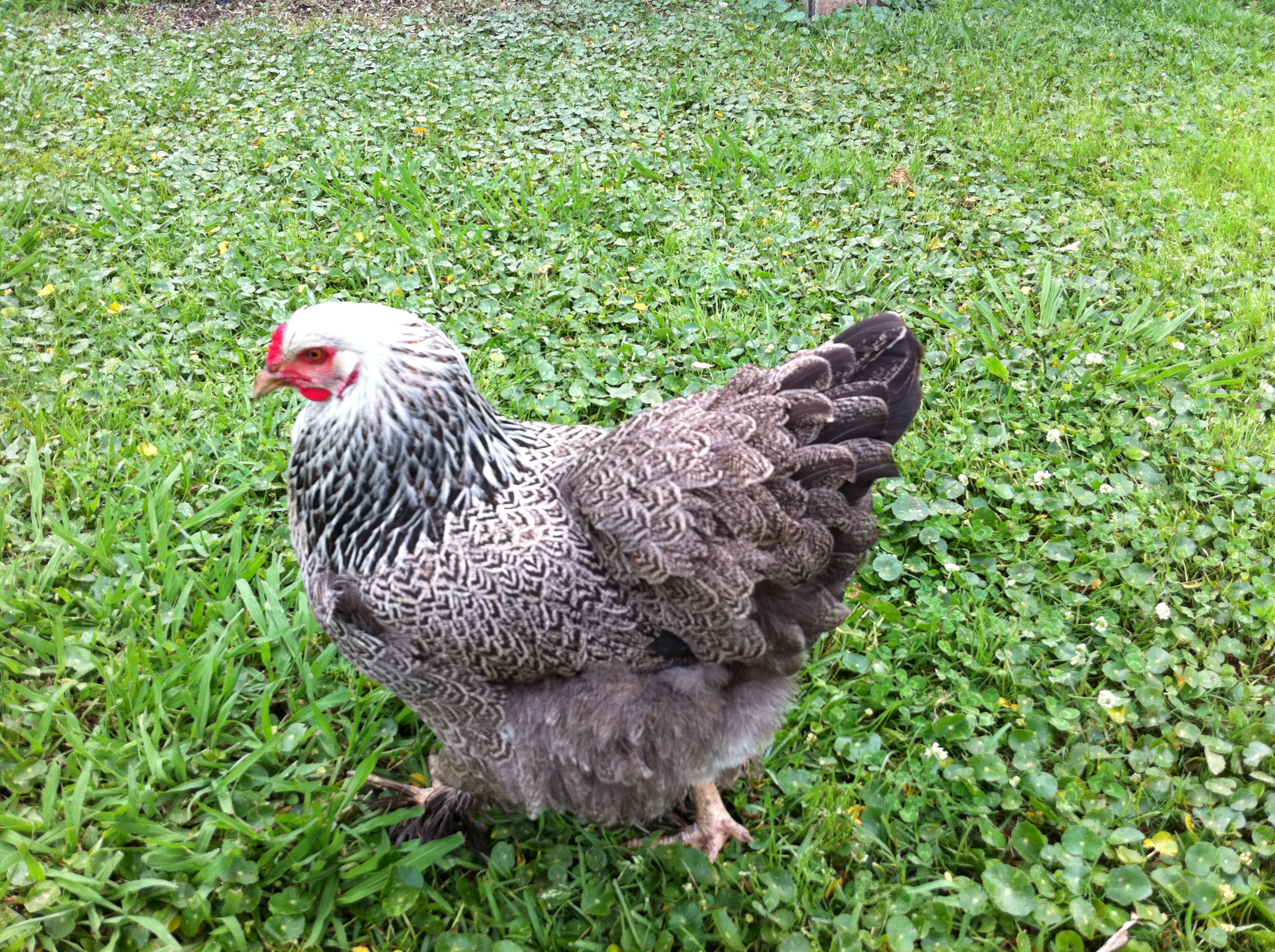 Chickens in the Yard | clothesontheline